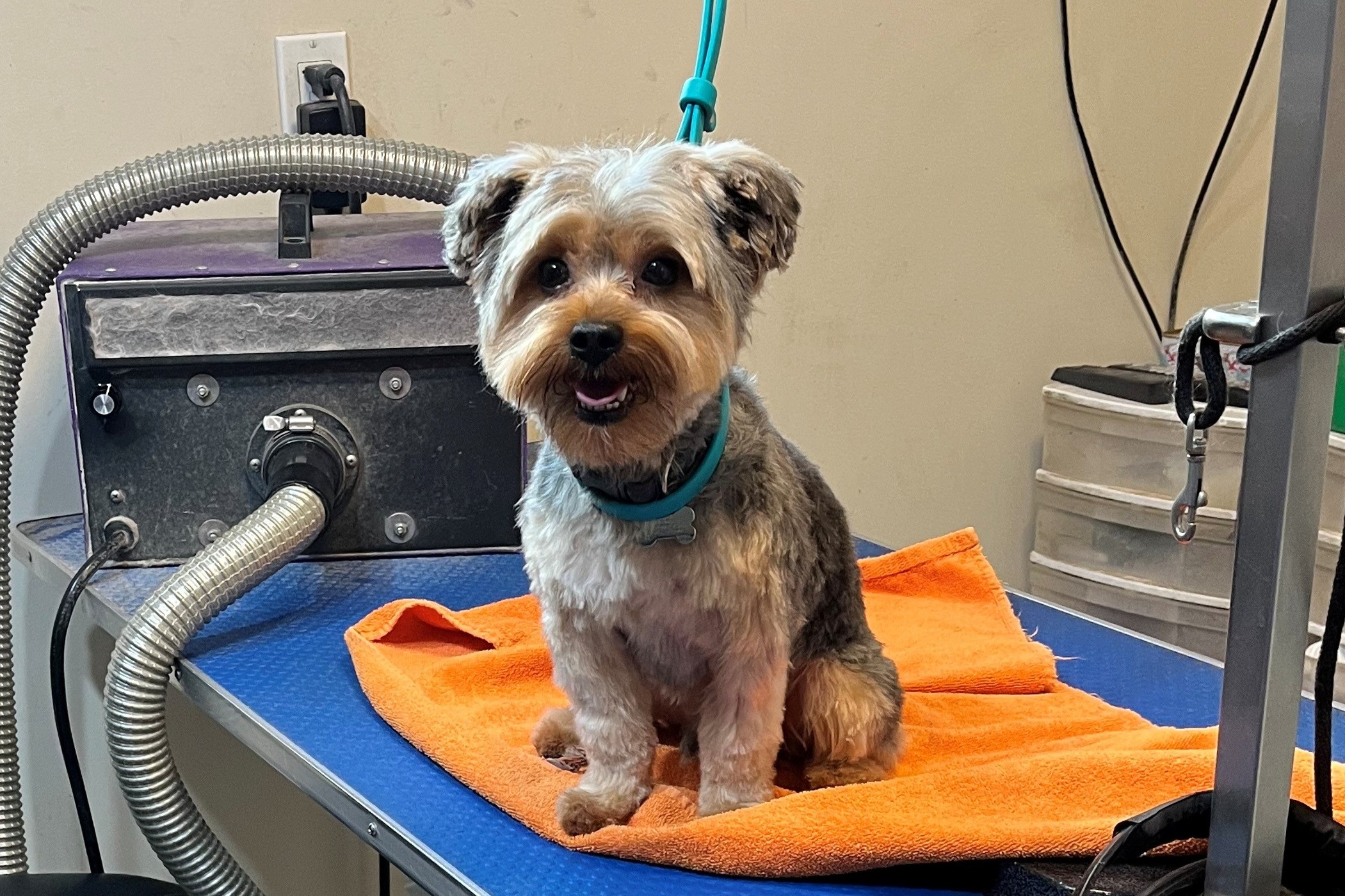 Dog Grooming in Edmonton