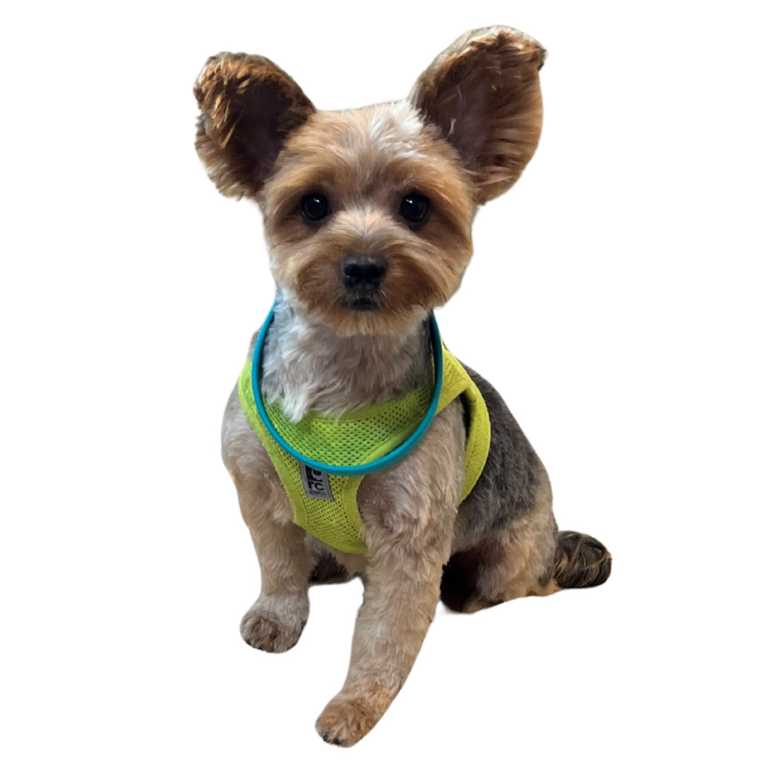 Dog Grooming Spa in Edmonton